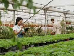 Urban Farming Semakin Populer: Kebun Mini di Rumah Jadi Tren Gaya Hidup Hijau