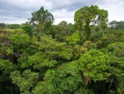 Indonesia Perkuat Diplomasi Hijau Lewat Aliansi Hutan Tropis dan Laut Dunia di Belém