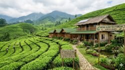 Daftar Penginapan Ramah Lingkungan Yang Terletak Di Tengah Perkebunan Teh Puncak