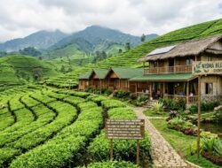Daftar Penginapan Ramah Lingkungan Yang Terletak Di Tengah Perkebunan Teh Puncak